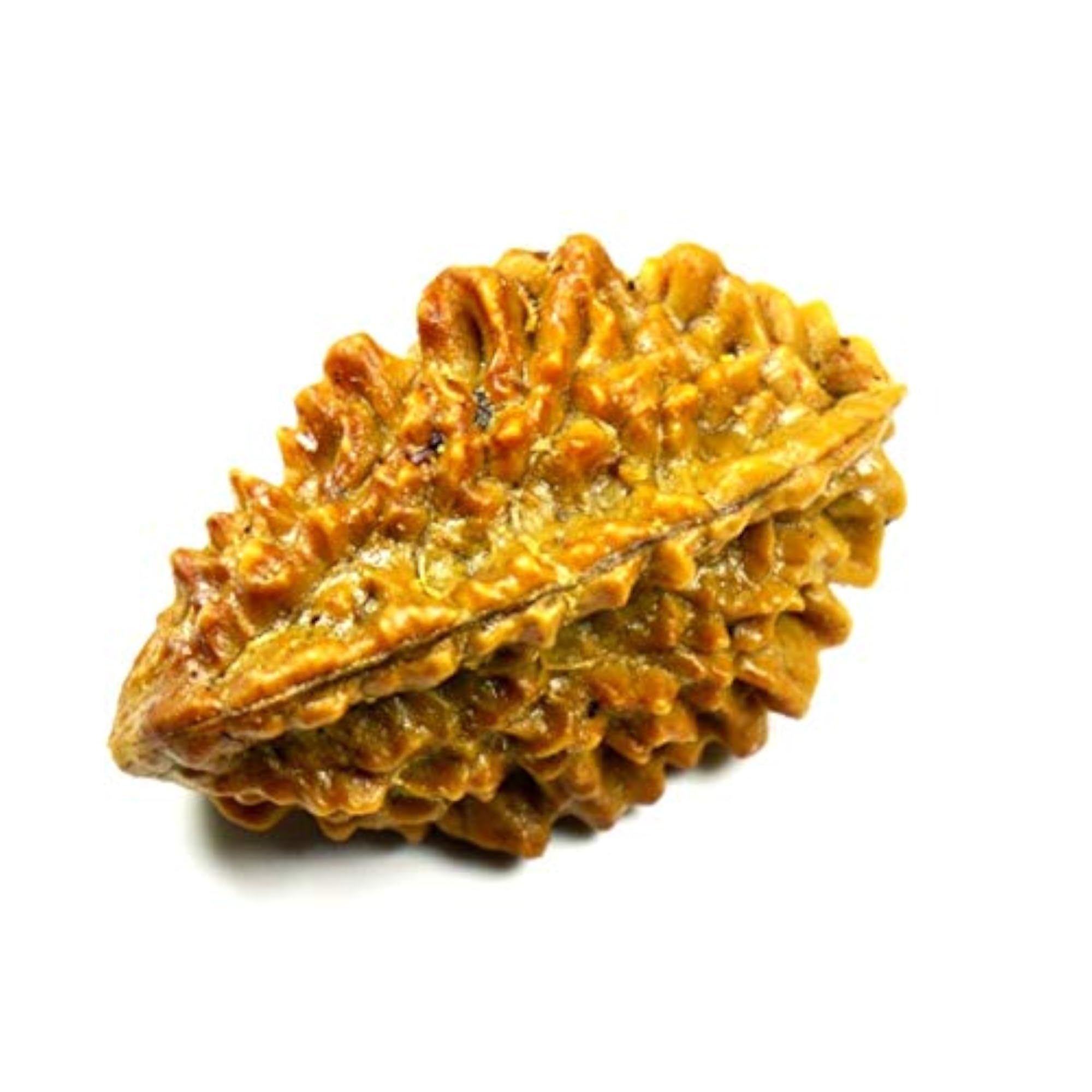 Certified Real Two Mukhi Nepali Rudraksha Bead for Chakra Healing