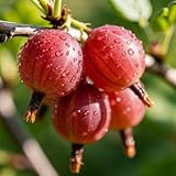 Groseille À Maquereau Rouge – Plante – Baies Rouges Sucrées, Compactes Et Productives, Faciles À Cultiver – 2 Plantes – Sans Graines, Sans Bulbes Et Non Artificielles