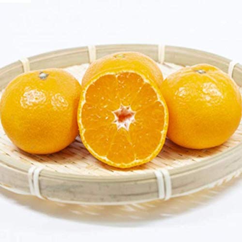 yQYzGi@^݂@uh݂@傫C@1@5kg