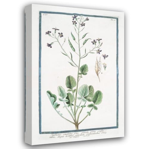Giorgio Bonelli 17x24 Gallery Wrapped Canvas Museum Art Print Titled: Tailed Radish, with Pinnate Leaves, Confluent Fins, Single-Locular Jointed Sedges - Tailed Radish. (Rat-Tail Radish) (1772-1793)