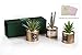 Opps Mini Artificial Plants Plastic Green Grass Cactus with Special Golden Can Pot Design for Home Décor – Set of 3