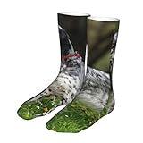 Zoom IMG-1 ywsotre setter inglese animali da Zoom IMG-1 ywsotre setter inglese animali da