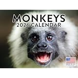 モンキーカレンダー 2026年 壁掛け マンスリー