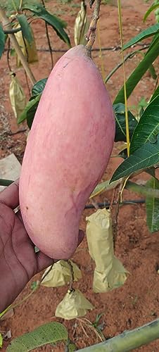 Pyanabi Nursery "red Ivory Mango Plant Grafted" (Plant Height 2-3 Feet) "hybrid Mango Tree Plant" Grafted Plants Live Fruit After 1-2 Year Dwarf Mango Tree Live Fruit Plant For Home Garden