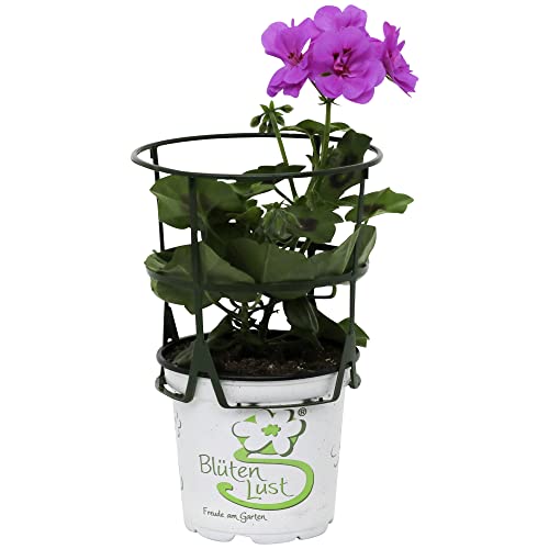 Gitanilla Natural- Pelargonium Peltatum - la Planta que te Ayudará a Desconectar y Disfrutar del Exterior del Hogar