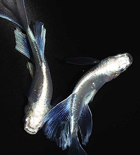 Amazon | 「めだか屋 さん」 極上【プラチナブルージェイリアルロング