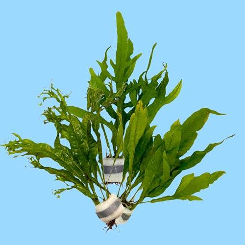 Pflanzen Set mit 3 Javarfarn Aquariumpflanzen Wasserpflanzen, Bund Pflanzen,