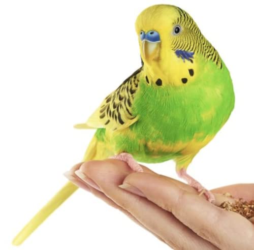 * Special * Millet Sprays 1kg Premium Cage Bird Food Seed - Image 3