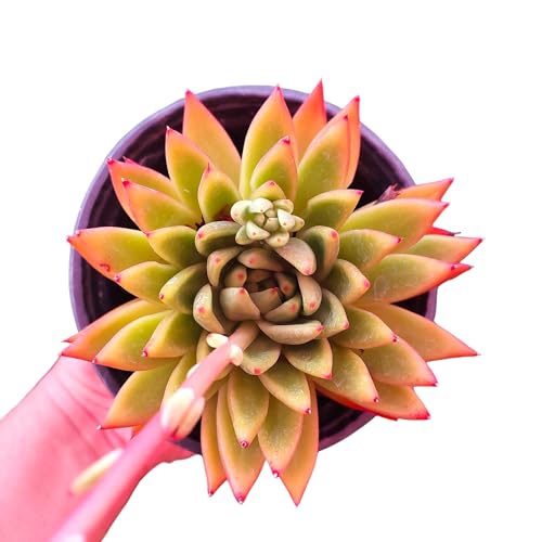 Suculenta Echeveria Agavoides Miranda