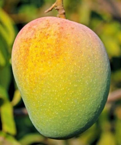 Nectar Garden Raja Bhog Mango Plant-Grafted Variant Plant