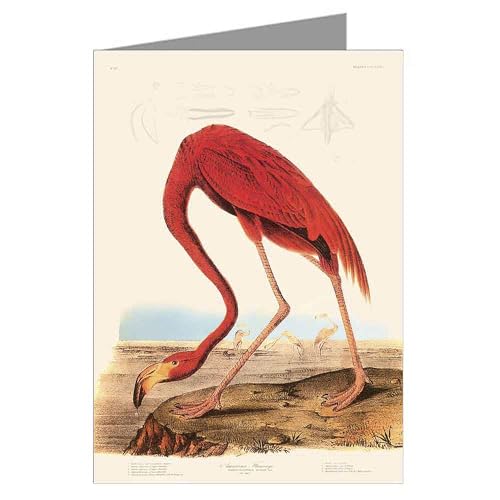 John James Audubon Birds Of North America Notecards, 12-Assorted