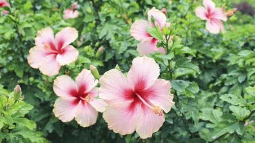 Image of Hibiscus Rosa-Sinensis Live Plant with Pot | Pink Gudhal Flowering Plant | Live Hibiscus Plant for Home Garden, Balcony & Terrace