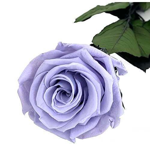 Mundo Eterno Rose préservée 35 cm Lilas Clair Cover