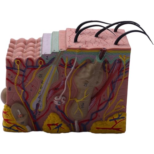 Modèle structure de la peau anatomique 35X pour affichage en classe et cours de science