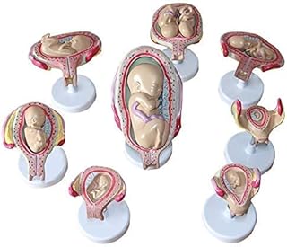 Anatomy Model for Kids, Fetus/Foetus Embryo Pregnancy Models, Human Embryo/Fetus Fetal Development with Removable Parts, Human Fetal Development Model Lab Supplies（Set of 8）