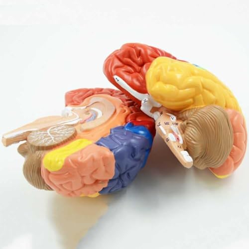 Modèle de cerveau anatomique en 2 parties avec zones colorées AMITD - 8