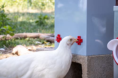 Hydration Station 2.0: Rentacoop's 2-Gallon Metal Waterer Chickens/Pigeon/Quail Etc. #TOP3