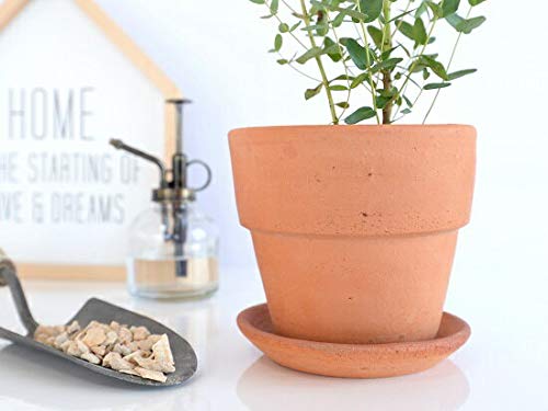 Amazon | LAND PLANTS ユーカリ （グニー) 皿付テラコッタ オレンジ