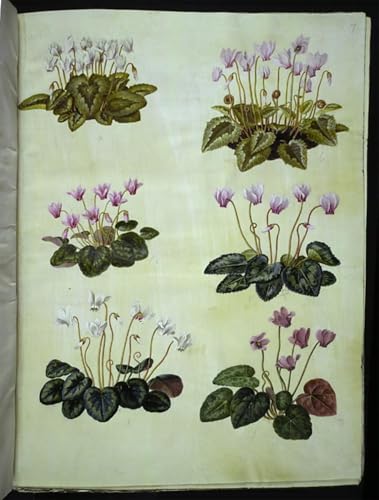 Tableau impressions d'art mural Cyclamen Hederifolium par Hans Simon Holtzbecker 60x90cm
