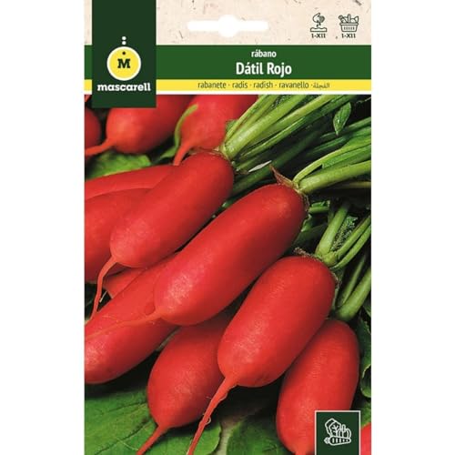 Mascarell Semillas, RÁBANO, Semillas Huerto, RABANITO MEDIO LARGO ROJO - DATIL ROJO, Crea tu Propio Huerto Urbano y Cultivo en Casa, Plantas Hortícolas, 14 Gramos