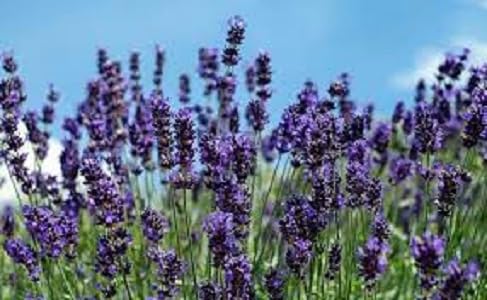 Nouveau frais 100 pcs graines de fleurs de lavande