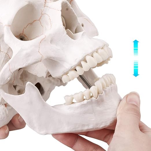 Image of RONTEN Human Skull Anatomical Model with Line, Life Size, White /Off-White PVC Skull, 3-Part (Calvaria, Base, Mandible), Medical Education & Teaching Tool, Includes Free Chart & 12-Month Service