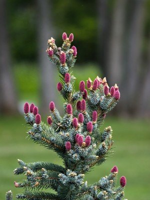 Hoopsii Picea - Super Blue Selection 2 - Year Live Plant #TOP5