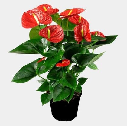 Image of Anthurium Live Plant with Plastic Pot | Air Purifying Flamingo Flower Plant | Rare Laceleaf Indoor Decorative Plant for Home Office