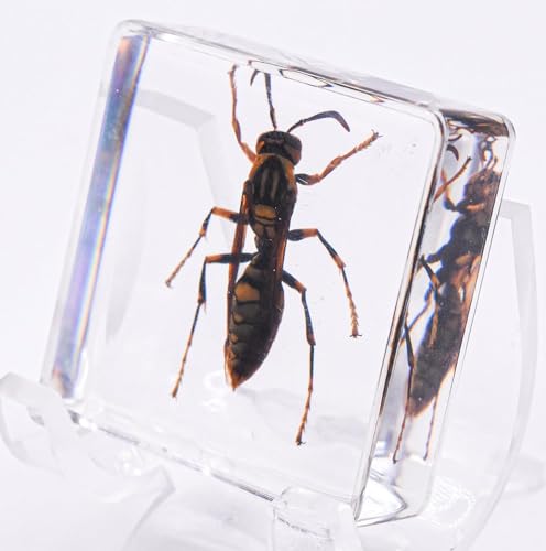 Image of 38mm Real Asian Hornet in Crystal Clear Lucite Resin Specimen Preserve Insect Bug Taxidermy Crafts Collection for Biology Science Education & Desk Ornament Display Supplies Small Paperweight
