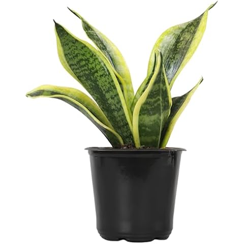 Altman Plants, Live Snake Plant, Sansevieria trifasciata Superba, Fully Rooted Indoor House Plant in Pot, Mother in Law Tongue Sansevieria Plant, Potted Succulent Plant, Houseplant in Potting Soil Cover