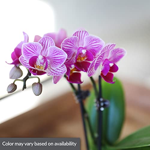 Just Add Ice JA5190 Mini Pink Orchids Live Plants (20 Pack) in White Ceramic - Party Favor, Bulk Wedding Decor, Bridal Shower, Baby Shower, 2.5\" Diamter, 6\" Tall - Thumbnail 2