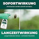 Silberkraft Stinkwanzenspray 500 ml, Effektiver Sofort- und Langzeitschutz gegen Stinkwanzen, ideal für Fenster, Türen, Fassaden und Wohnräume, Mit Repellent-Wirkung für nachhaltige Abwehr
