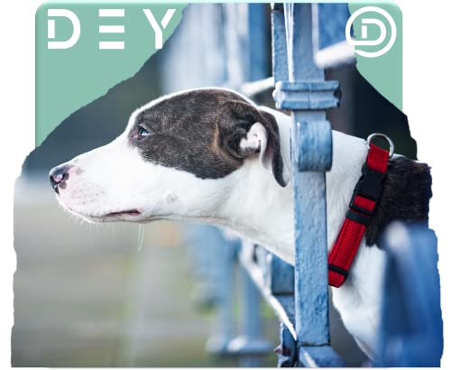 DEY - Premium Hundehalsband Air Mesh | Verstellbar | für Kleine, Mittelgroße u. Große Hunde | viele Farben u. Größen | Halsband Hund Katzen | Hunde-Halsbänder | Welpen-Halsband | Orange, S