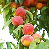 Comprar un melocotonero Cultivo de verdes, de interior, semillas melocotón interior lugares soleados Comprar orgánicos, balcón, 2semillas