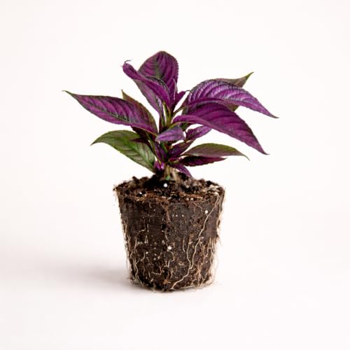 PLANT NOOK Persian Shield Strobilanthes Live Plant Starter Plug 2-Pack