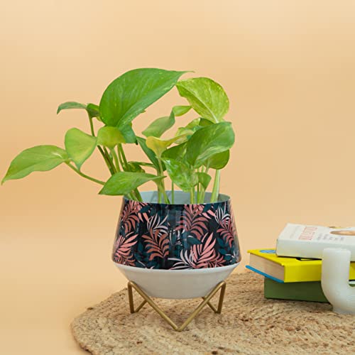 Image of KYARI Maya Metal Pots For Indoor Plants With Drainage Hole (Best Flower Pots & Planters For Home Decor, Living Room, Kitchen, Bedroom, Table Top, Office, Gifting, Tropical Modern)