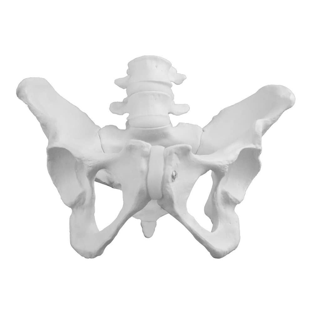 Walter Products B10217 Female Pelvis Model with 4th and 5th Lumbar Vertebrae, Life Size