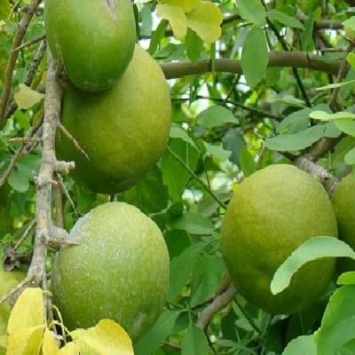 New Fresh 70pcs Aegle Marmelos Fruit Seeds