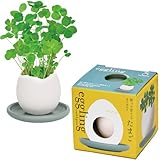 聖新陶芸 eggling & saucer 四つ葉のクローバー サイズ:約W7.7 D7.7 H7.7 EG-6104