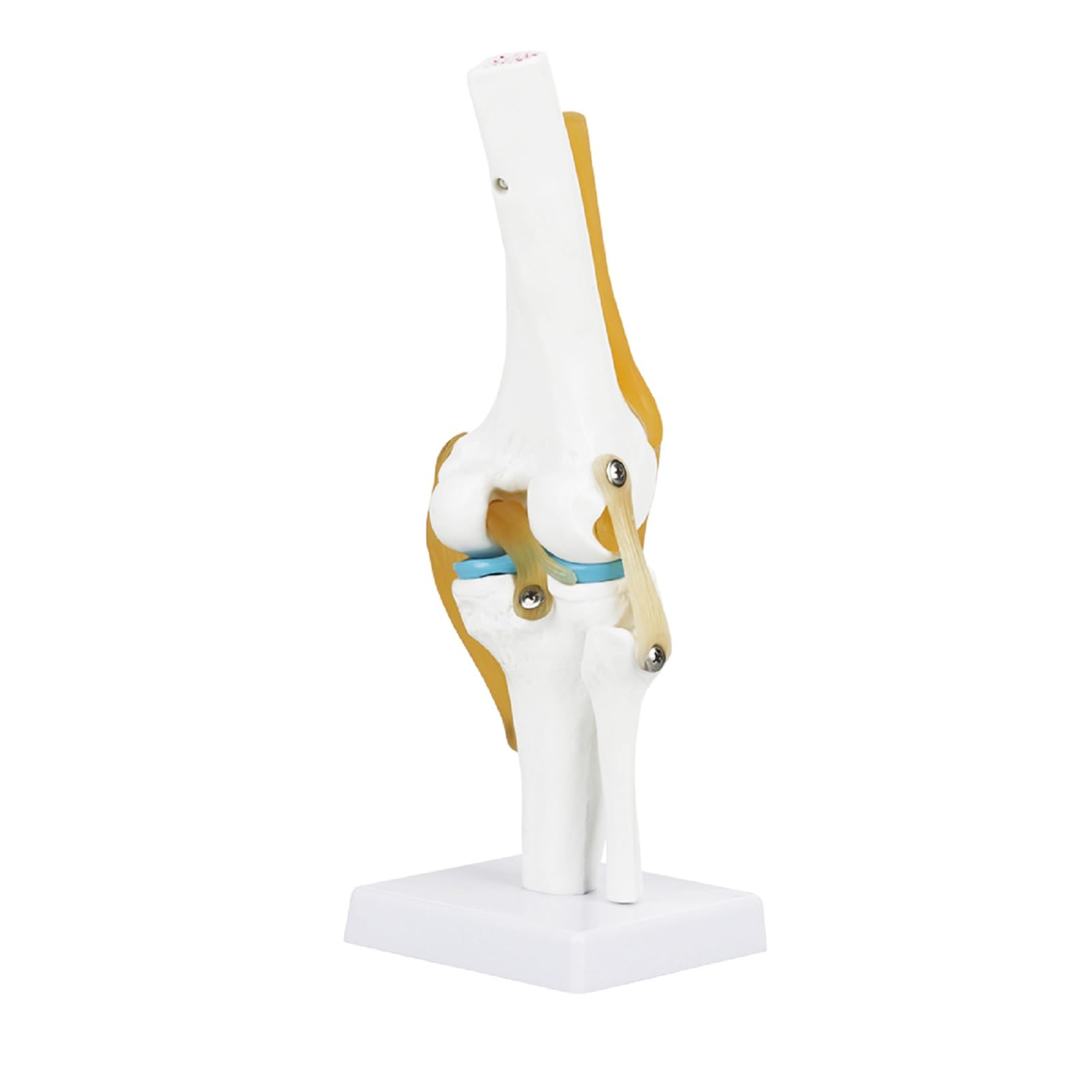 Anatomie Modell Kniegelenk, Skelett Lebensgroß Kniegelenkmodell Menschliches mit Ligamen, 3D Orthopädische Knie Modell für Medizinisches Lehren, Klinik-Demonstration, Lern- und Bildungsanzeigetools