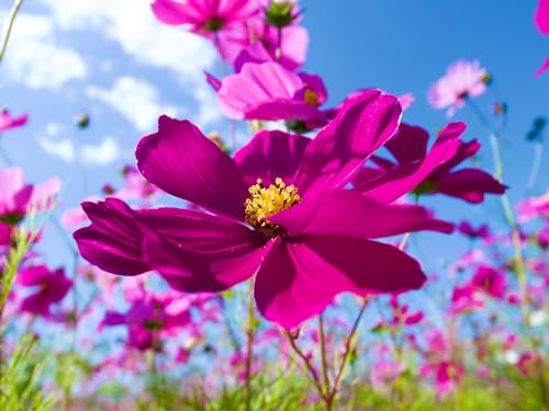 Image of Hybrid Cosmos Flower Seeds All Colours for Home Gardening(Set of 50 Seed)