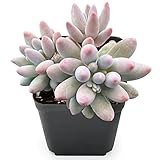 Sprout N Green Pachyphytum 'Machucae' Baby Finger, 1 Live Mini Succulent Plant Fully Rooted in 2' Pot, Real House Plant for Indoor Outdoor Home Office Wedding Decoration Party Favor