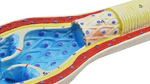 Image of EISCO 3 Piece Artery, Vein and Capillary Model Set, 13 Inch - Enlarged - Numbered - Cross Sections