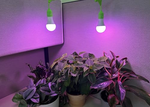 Miracle LED Strawberry Starter Grow Kit (6.5KK Purple Spectrum Edition 2-Pack) by Miracle LED - Image 2
