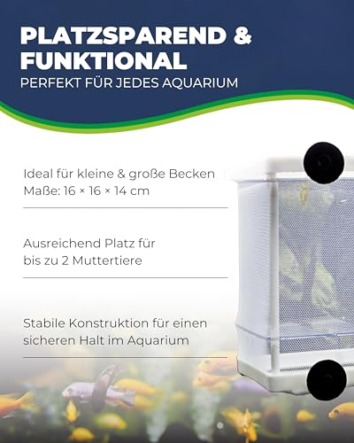 HOBBY Aquaristik Nido 3.1 I 16 x 16 x 14 cm I Netz-Ablaichbehälter zum Separieren von trächtigen Fischen und zur Aufzucht von Jungfischen I Fisch Ablaichkasten für Aquarien I Aquarium Zubehör