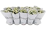 Pack de 10 Kalanchoe con Flor Blanca Plantas Naturales con Flores Blancas