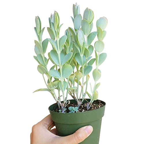 Kalanchoe Panamensis (2" + Clay Pot) | Healthy Succulent Kalanchoe Live Easy Care Indoor House Plant, Fully Rooted In 2/4/6 Inch Sizes #TOP6