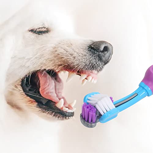 How to Properly Brush Your Dog’s Teeth Dog Starter Guide