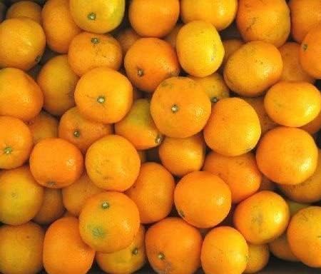 Amazon 10kg 訳あり ご家庭用 湯河原みかん 無選別 湯河原みかん みかん 柑橘類 通販