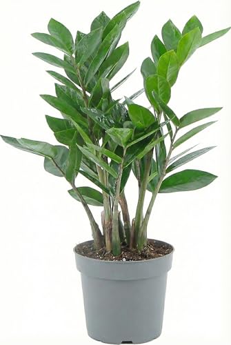 Zamioculcas Zamiifolia – “Pianta di Padre Pio” da Interno – Zamia/Gemma di Zanzibar Resistente e Facile da Curare, Purifica l’Aria – Perfetta per Casa e Ufficio e Regalo Verde